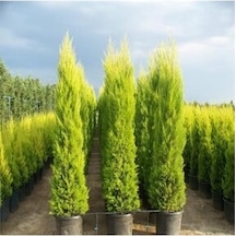 Üplü Limoni Selvi Fidanı 50-60 Cm