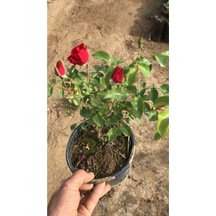 Yediveren Kırmızı Gül Fidesi Bol Kokulu 10-20 Cm