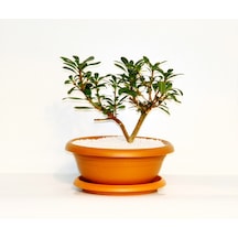 Bonsai Yıldız Çalısı Pitosporum Kiremit Saksıda