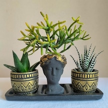 Haworthia Zebra & Haworthia & Rhipsalis  3'lü Sukulent Seti | Helen Siyah & Gold Seri