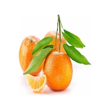 Tüplü Aşılı Aromalı Primasol Mandalinası Fidanı