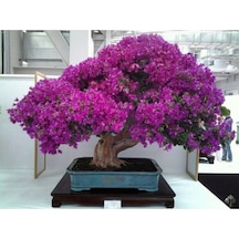 Tohumculuk Nadir Ithal Erguvan Bonzai Ağacı Tohumu 100 Tohum Bonsai Tohumu