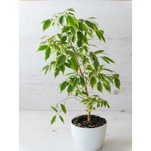 Videolu Alacalı Benjamin Bitkisi 1 Adet 80-100cm Ev Ofis Salon Bitkisi Benjamin Ficus Starlight
