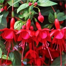 Nadir Kırmızı Küpeli Çiçeği Tohumu 5 Tohum Çiçek Tohumu