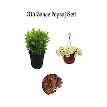 Şimşir Çalısı 15-30cm +sarı Petunya Çiçeği 20-30cm +2lt Curf Dekoratif Taş 3'lü Peyzaj Seti