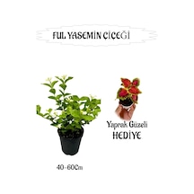 Mis Kokulu Ful Yasemin 1 Adet+yaprak Güzeli Hediyeli Peyzaj Seti