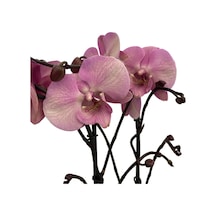 Phalaenopsis 'Rosa Pastello' (Pembe Orkide) Ø12 CM Y70-80 CM