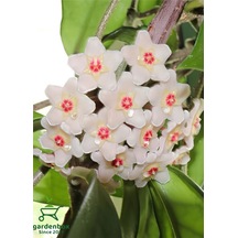Beyaz Mum Çiçeği Kokulu 10-20cm Çokyıllık Sarmşık Bitki Hoya