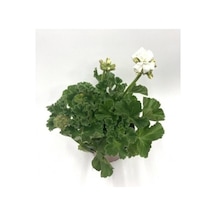 Kar Beyaz Sardunya Çiçeği Fidanı 5-15 Cm
