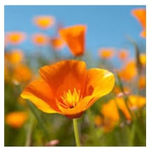 10 Adet Tohum Acem Lalesi Çiçek Tohumu Acem Lalesi Çiçeği Hediye Saksı Toprak Sürpriz Hediyelidir