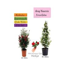 Kokulu Arap Yasemini+kırmızı Fırça Çalısı+mini Gül Hediyeli 3'lü Bahçe Seti