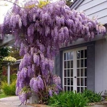 Tüplü Yoğun Kokulu Wisteria Sinensis Mor Salkım Fidanı 30-50 Cm
