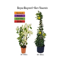 Beyaz Begonvil Çiçeği Fidanı+sarı Yasemin Fidanı 2'li Bahçe Peyzaj Seti
