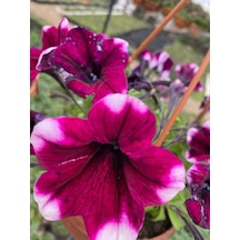 Serada Decor Plant Petunya Çiçeği Askılı Sarkaç Saksıda Mor Uçları Beyaz
