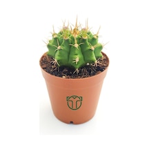 Gymnocalycium Mihanovichii - Çene Kaktüsü - 5.5 Cm Saksıda