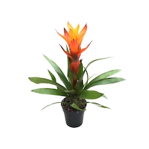 Guzmania Lingulata 'Orange' (Guzmanya) Ø12 CM Y35-40 CM