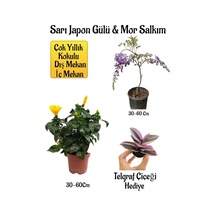 Sarı Japon Gülü Çiçeği+mor Salkım Ağacı Fidanı+ Telgraf Çiçeği Peyzaj Seti
