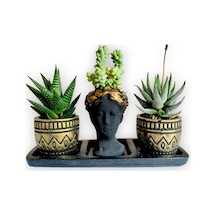 Haworthia 3'lü Sukulent Seti | Helen Siyah & Gold Seri
