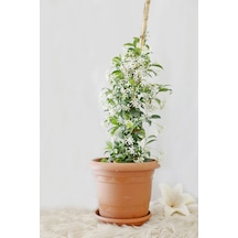 Videolu Arap Yasemin Arap 80 100 Cm 1 Adet Saksılı Dış Mekan Ve Dekarasyon Bitkisi Jasminum