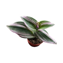 Tradescantia Zebrina Kaktüs Sukulent