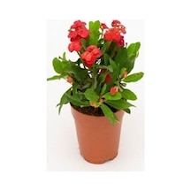 Kırmızı Euphorbia Milli Dikenler Tacı Fidanı 10-20 Cm