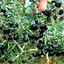 3 Adet Goji Berry Fidanı Siyah Meyve Tüplü 20 Cm 12 Ay Dikim