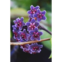 Gardenbox Mum Çiçeği Mavi Renk 10-15cm Ev Salon Bitkisi Çok Renkli