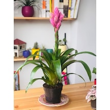 Vriesea Carinata - Vrezya 4595