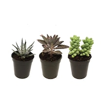 Sukulent Kaktüs Set 3 Adet Mini Saksılı 001
