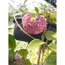 Mum Çiçeği Pembe Renk 10-20cm Saksılı Özel Tür