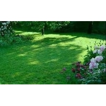Ornamental Mix 6 Lı Karışım Çim Tohumu Genel
