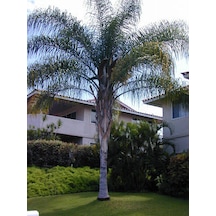 Cocos Palmiye Ağacıtohumu Hindistan Cevizi 3 Tohum+Toprak+Saksı+
