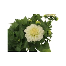 Dahlia - Yıldız Çiçeği - 25 40 Cm 1 Adet Saksılı Dış Mekan Bitkisi