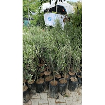 Tüplü Halhalı Zeytin Fidanı 5 Yaş
