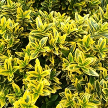 Altuni Çıtır Taflan - Euonymus Microphyllus Pulchellus Aureus Celastraceae 30 Adet