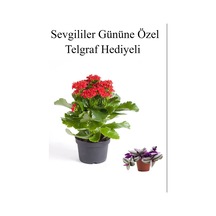 Kadınlar Gününe Özel Kırmızı Renk Kalanşo Çiçeği Telgraf Hediyeli