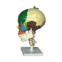 Boyun Omurları Üzerinde Renklendirilmiş Anatomik Kafatası Modeli