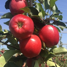 Tüplü Aşılı Özel Ürün Bol Verimli Yarı Bodur Red Jonaprince Elma