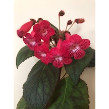 Özel Tür Ni's Kiira Kohleria Japon Küpelisi Çiçeği Fidesi Mini Pot