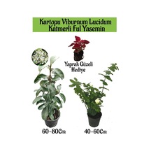 Kartopu Viburnum 1 Adet+katmerli Ful Yasemin 1 Adet+yaprak Güzeli Hediye Bahçe Bitkisi