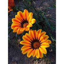 Turuncu 1 Adet Gazanya Çiçeği Saksılı 30-50cm Gazania Flower