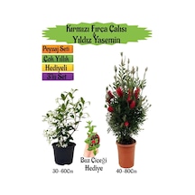 Kırmızı Fırça Çalısı+kokulu Yıldız Yasemin+buz Çiçeği Peyzaj Seti