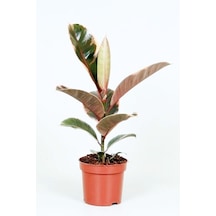 Ficus Elastica Belize - Pembe Alacalı Kauçuk Çiçeği - Ev Ofis Salon Iç Mekan Bitkisi - 50 Cm