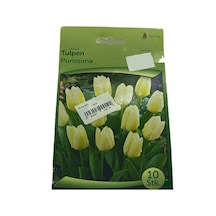 Tulipa - Lale Soğanı