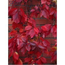 Videolu Kırmızı Amerikan Sarmaşığı Fidanı 45-60 Cm Saksılı/tüplü Dış Mekan Ağaçları American Ivy