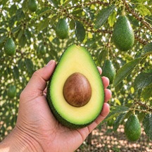 Zutano Avokado 20 Adet