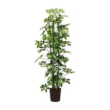 Şeflera Bitkisi 110 120 Cm Schefflera Bitkisi 5 Parmak Bitkisi Ev Bitkisi Ofis Bitkisi Salon Bitkisi