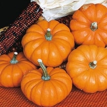 Avuç İçi Mini Bal Kabağı Tohumu 10+ Tohum N115891