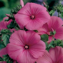 Lavatera Trimestris Regis Carmine Pamuk Çiçeği Tohumu 50 Tohum