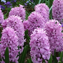 Hyacinthus Splendid Cornelia Sümbül Soğanı 3  Adet
